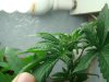 DSC00726.jpg