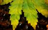 YELLOWING 1.jpg