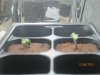 new sprouts.jpg new sprouts.jpg