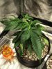 blueberry-1.jpg