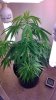 sad plant.jpg sad plant.jpg
