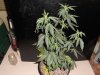 Nov29AlphaBlue1_zpsfbaa345f.jpg