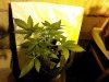 IMG_20131209_173421.jpg