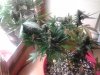 IMG_20131210_004047.jpg