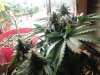 IMG_20131210_005226.jpg