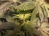 op 12-5-13 039.jpg