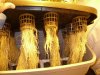 Cinderella Aeroponic Grow 002.jpg