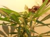 100_0735.jpg