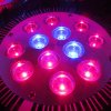12x3W LED grow PAR light 02.jpg