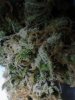 Grape God. 3 days cure. 12-12.jpg