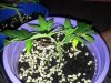 Amnesia clone1.jpg