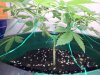 Pineapple Chunk ML1.jpg