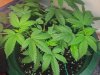 Pineapple Chunk ML2.jpg