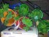 New Amnesia clones.jpg