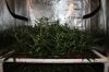 The Dawg House Grow 002 (800x533).jpg The Dawg House Grow 002 (800x533).jpg