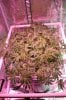 The Dawg House Grow 006 (533x800).jpg The Dawg House Grow 006 (533x800).jpg