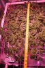 The Dawg House Grow 022 (533x800).jpg The Dawg House Grow 022 (533x800).jpg
