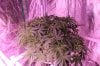 The Dawg House Grow 018 (800x533).jpg The Dawg House Grow 018 (800x533).jpg