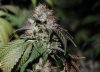 IMG_9595a CnK HPS.jpg