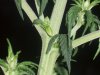 Day 33 10th day flowering male-female#1.jpg