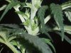 Day 33 10th day flowering male-female#2.jpg