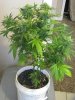 stunned-albums-my-pics-picture20856-weeded-006.jpg