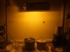 Growroom1.JPG