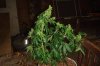 DSC04884.jpg
