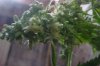 DSC04885.jpg