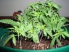 project-c+11days_LST_pins.jpg