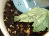 DSC01605.jpg