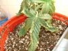 DSC01653.jpg