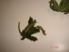 DSC01663.jpg