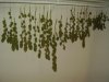 harvest 038.jpg