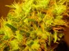harvest 009.jpg