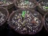 Seedling Closeup.jpg