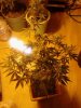 Jack The Ripper # 2. 12-17.jpg