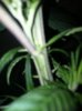 Plant #1 another crappy focus.jpg Plant #1 another crappy focus.jpg