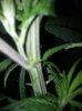 Plant #1.jpg Plant #1.jpg