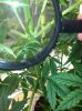 Plant #2.jpg Plant #2.jpg