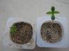 DSCN0555.jpg