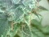 bud.jpg