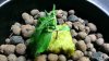Blue Dream Dying 2.jpg