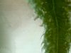 bud4.jpg