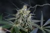 Quantum Kush storm 2.jpg