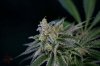 Quantum Kush-P1 @ day 57 (6 of 10).jpg