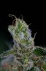 Quantum Kush-P1 @ day 57 (10 of 10).jpg