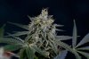 Quantum Kush-P2 @ day 57 (2 of 16).jpg
