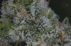 Quantum Kush-P2a @ day 57 (1 of 2).jpg