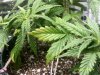plant001.jpg